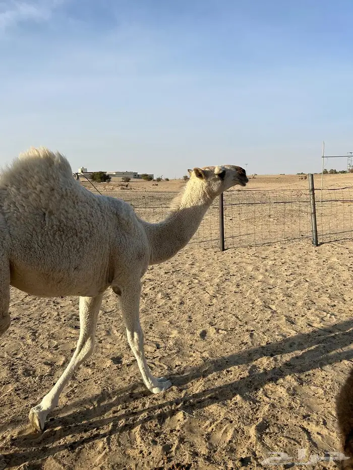 بكرة رمانية للبيع 2