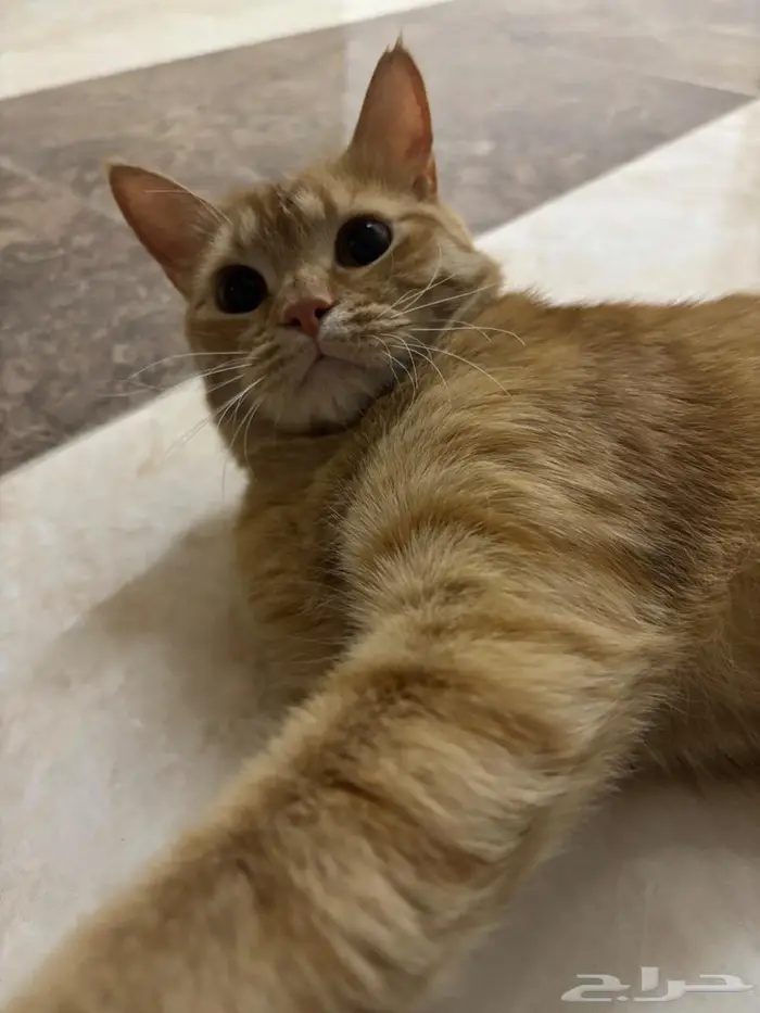 قط مفقود حي المحمدية 0