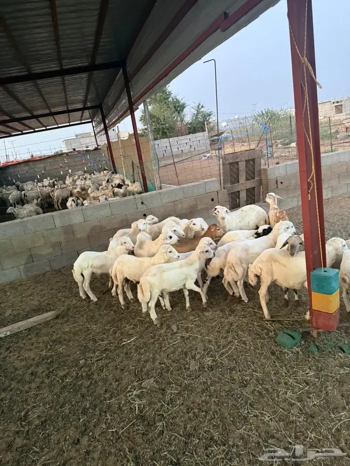 خرفان تربية للبيع 2