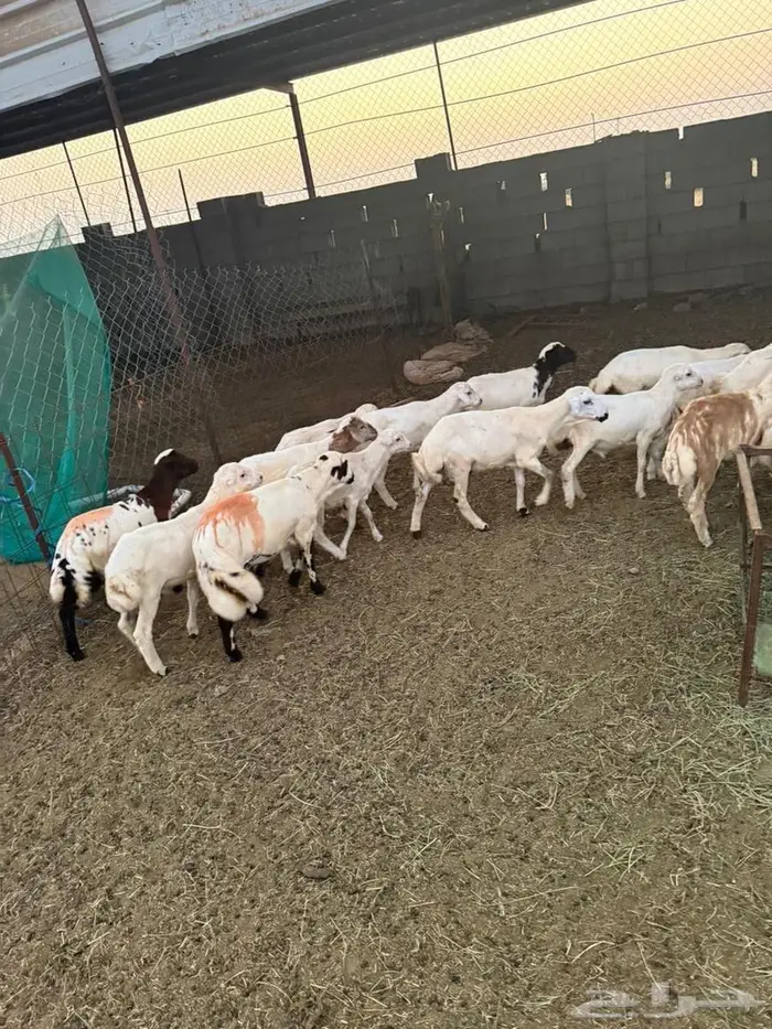 خرفان تربية للبيع 0