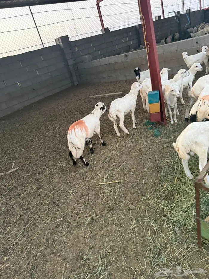 خرفان تربية للبيع 3