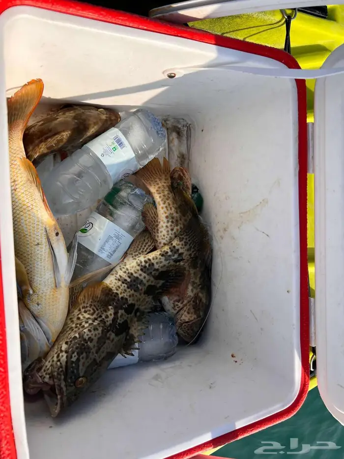 للبيع كاياك صيد احترافي (Flat Fisher) بدالات  فال خير 0