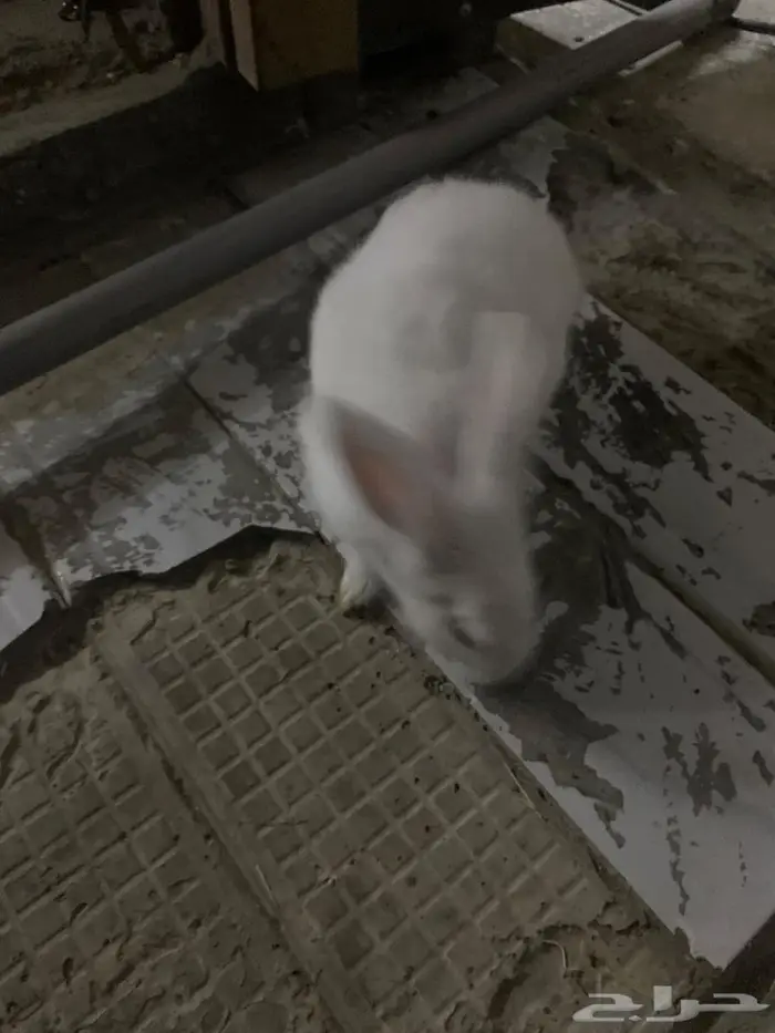 ارنب ابيض السعر 30 5