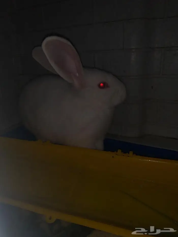ارنب ابيض السعر 30 4