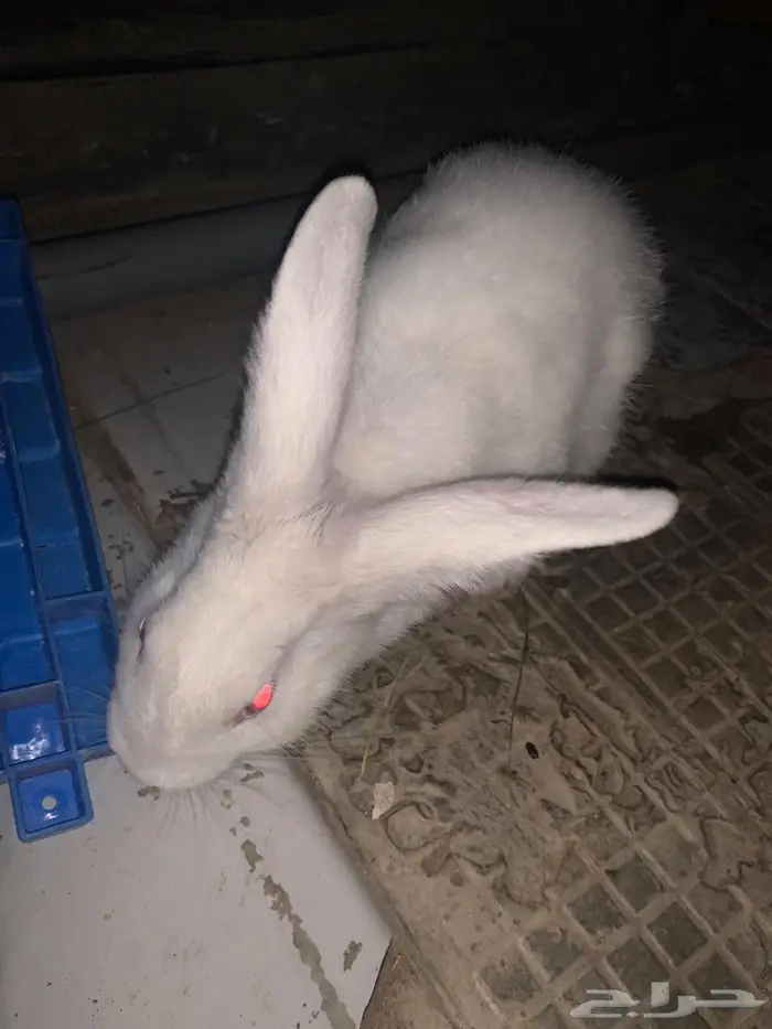 ارنب ابيض السعر 30 1