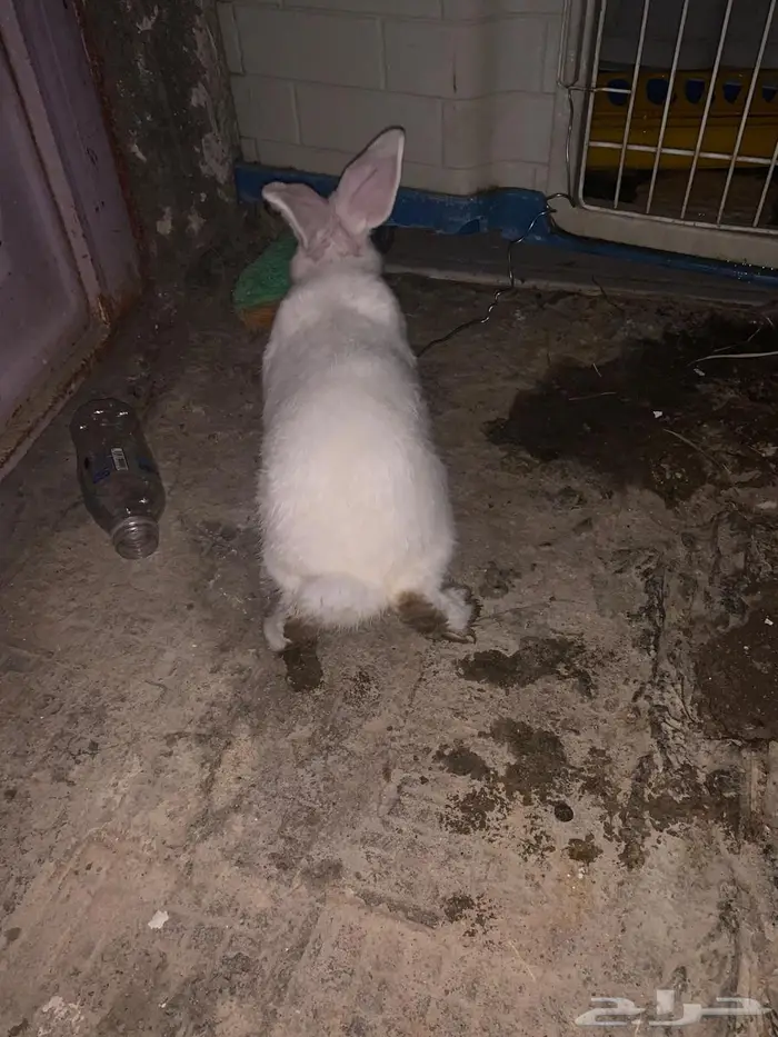 ارنب ابيض السعر 30 0