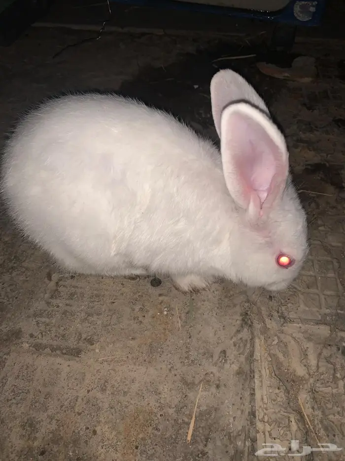 ارنب ابيض السعر 30 2