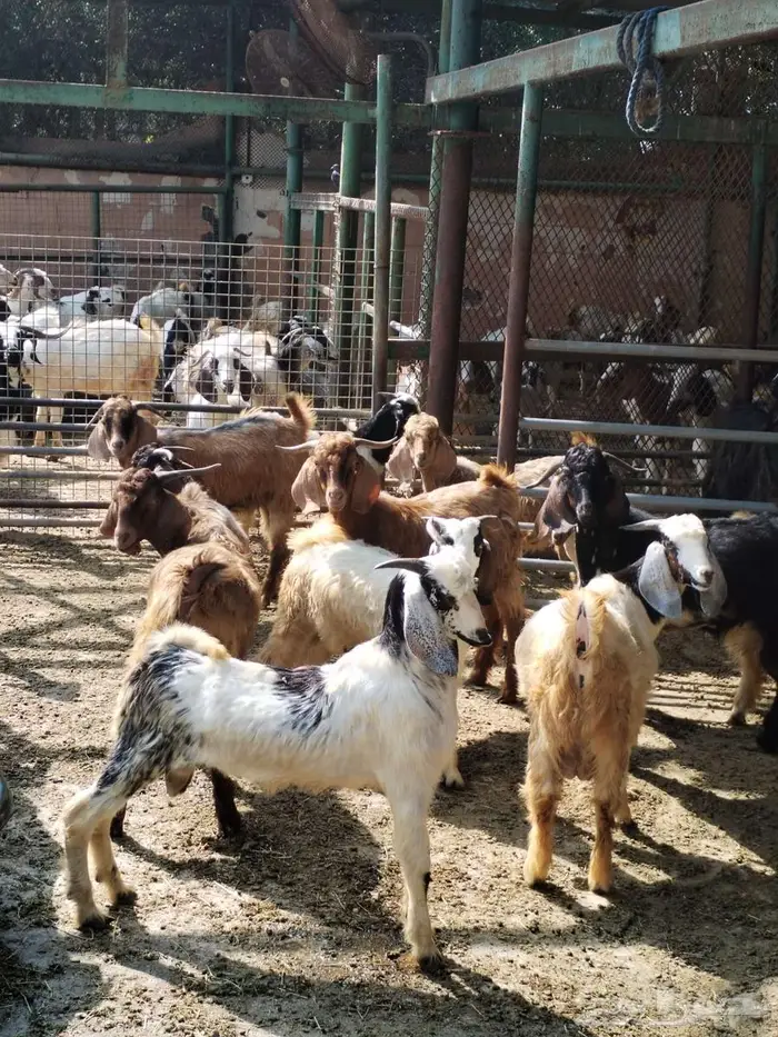 تيوس هجين سوري ومصري وبلدي 0