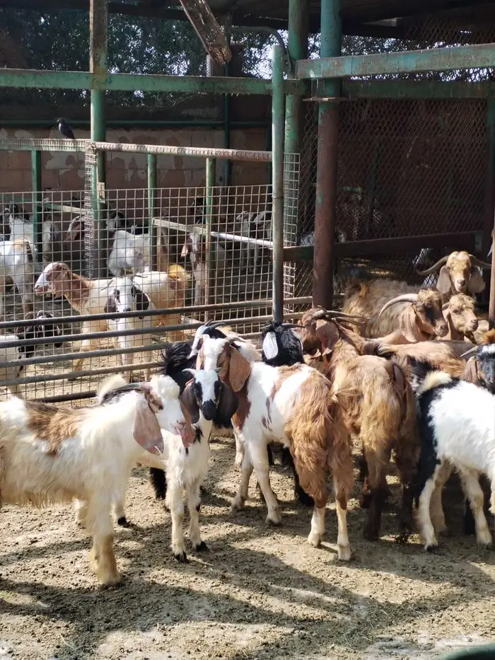 تيوس هجين سوري ومصري وبلدي 2