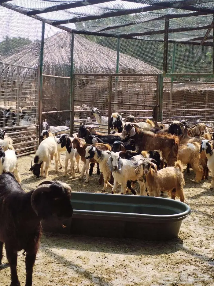 تيوس هجين سوري ومصري وبلدي 1