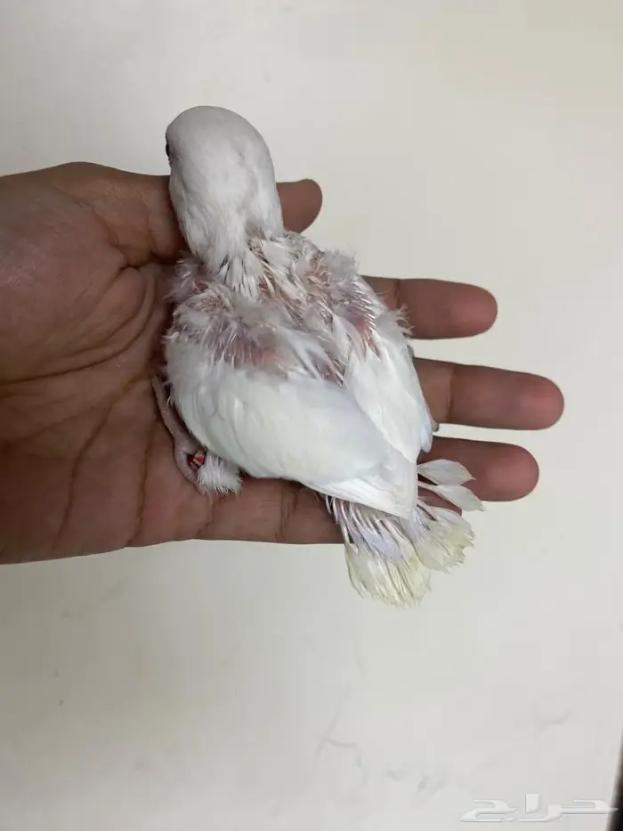 فرخ روز البينو 1