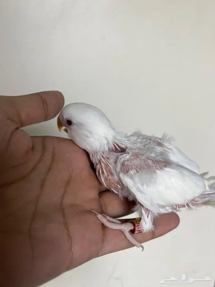 فرخ روز البينو 3