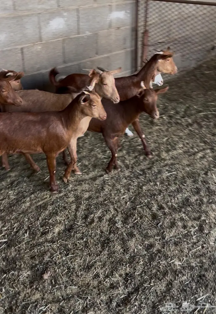 6 جفار و2 تيوس فل شحم دهم حلال مشروط 2