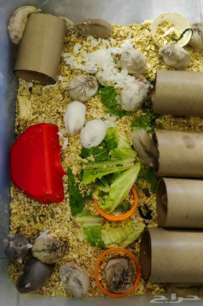 هامسترات جميلة 0