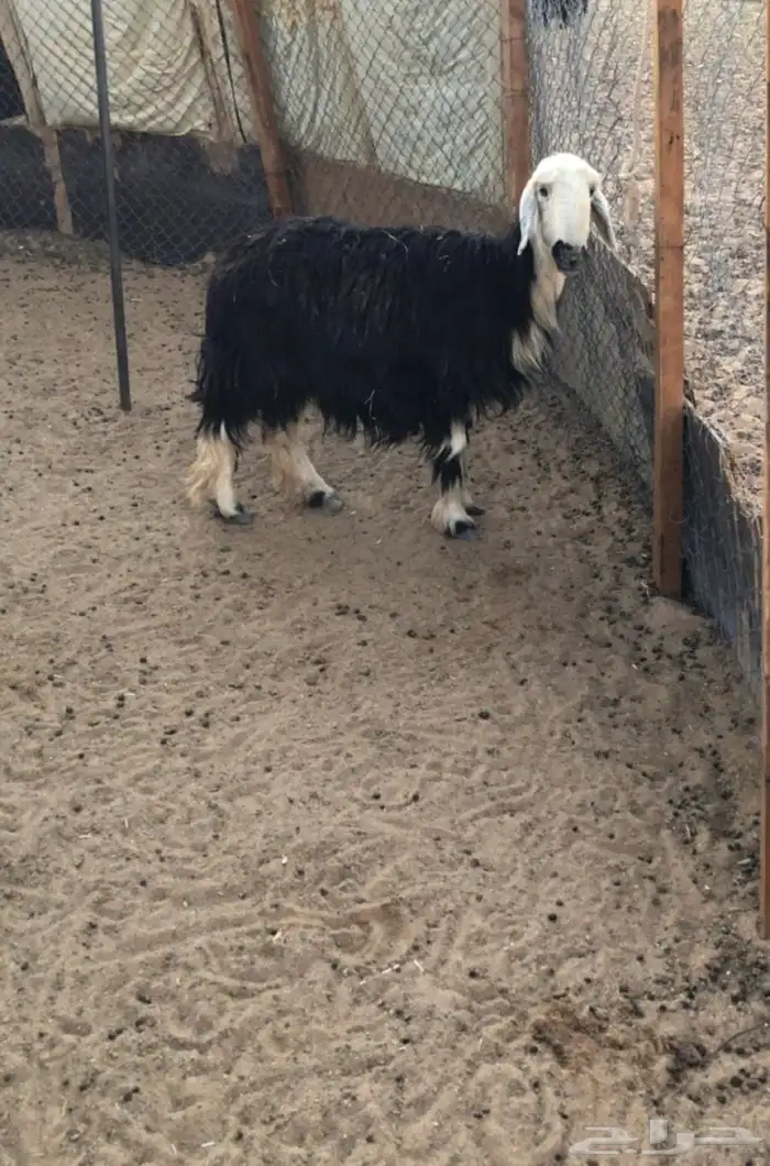 للبيع نجديه 0