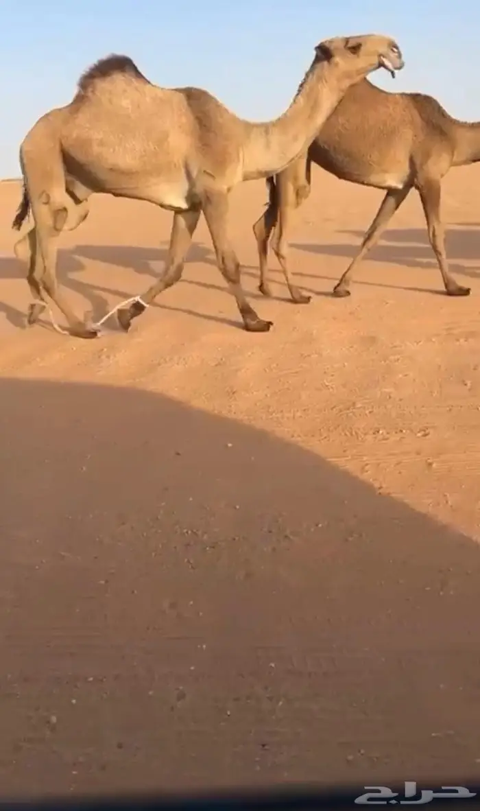 البكره الصفراء الرمانيه الكفو اللقحه 8