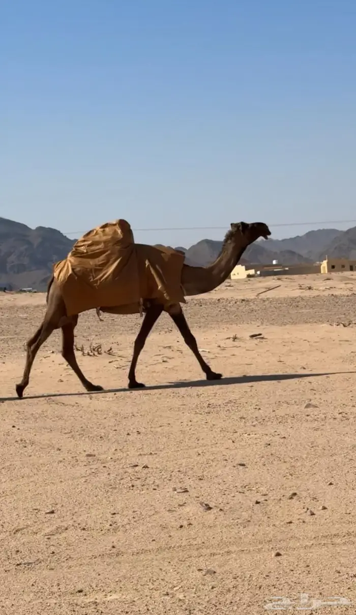 البكره الصفراء الرمانيه الكفو اللقحه 4