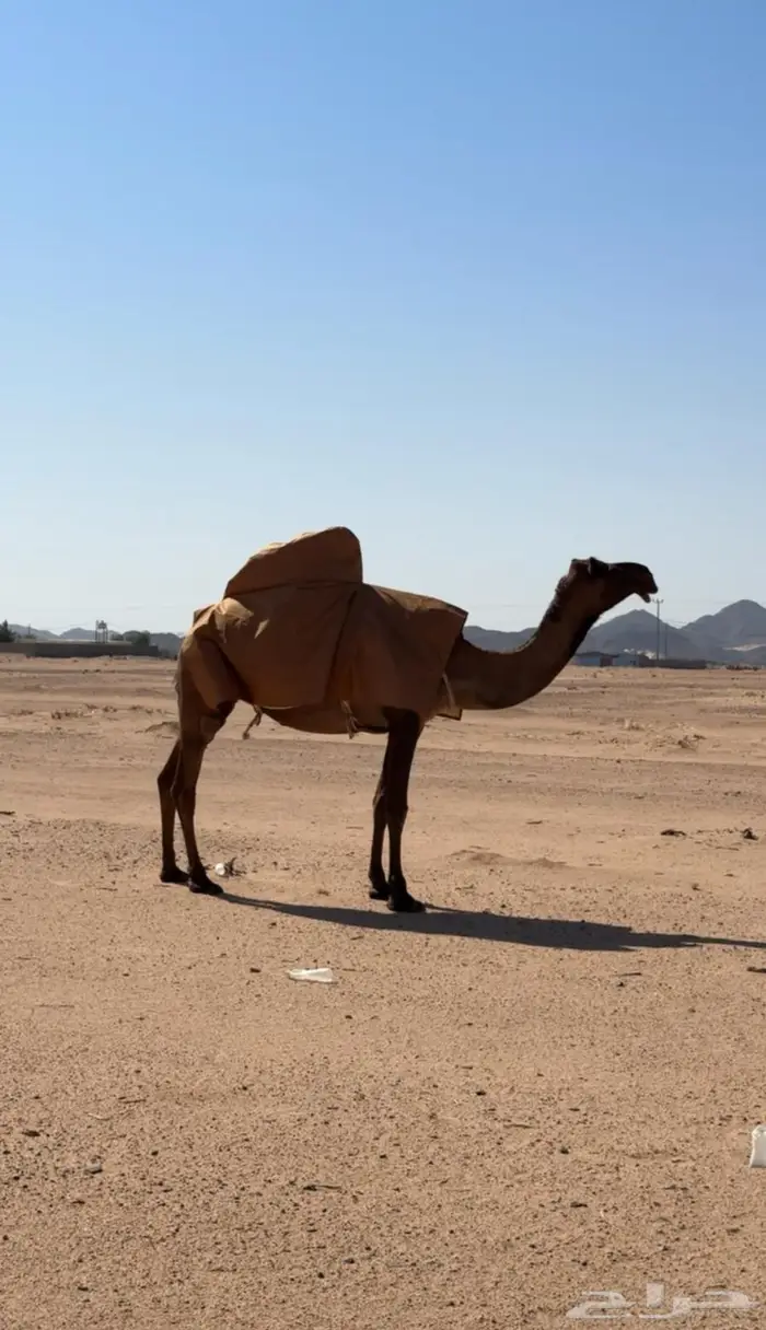 البكره الصفراء الرمانيه الكفو اللقحه 3
