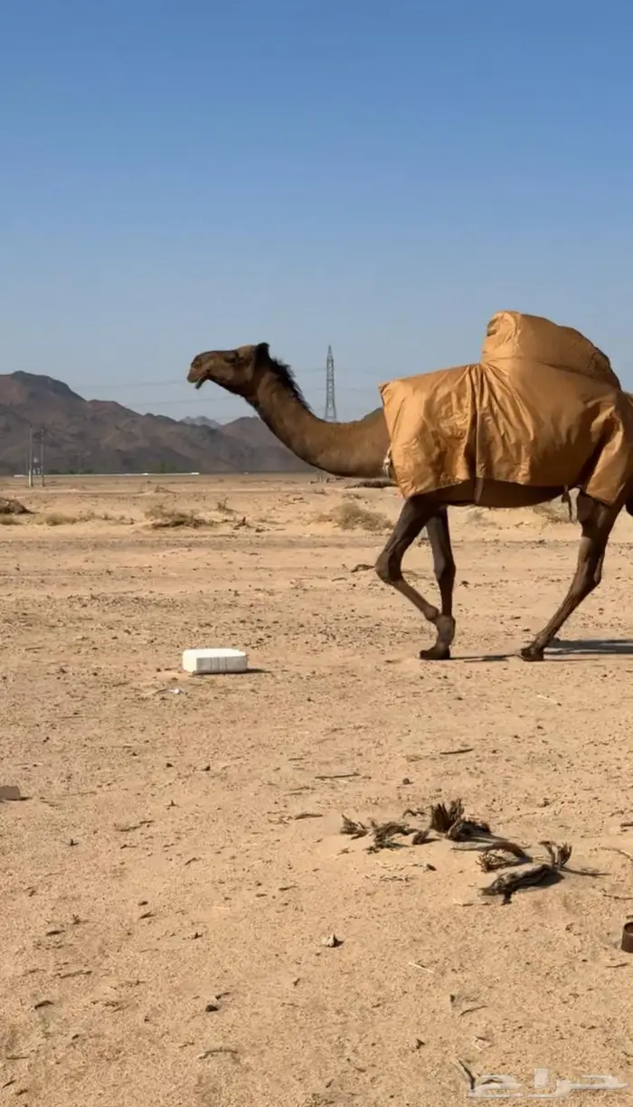 البكره الصفراء الرمانيه الكفو اللقحه 1