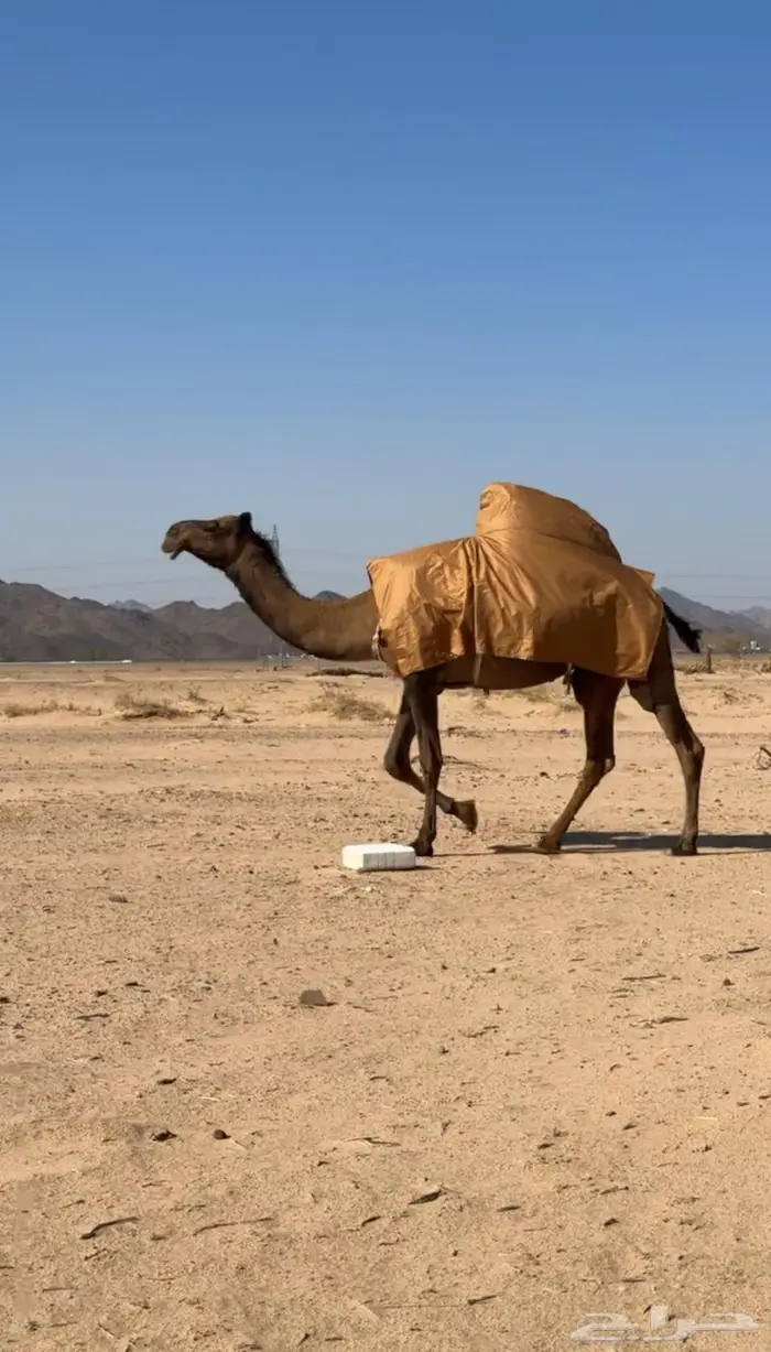 البكره الصفراء الرمانيه الكفو اللقحه 2