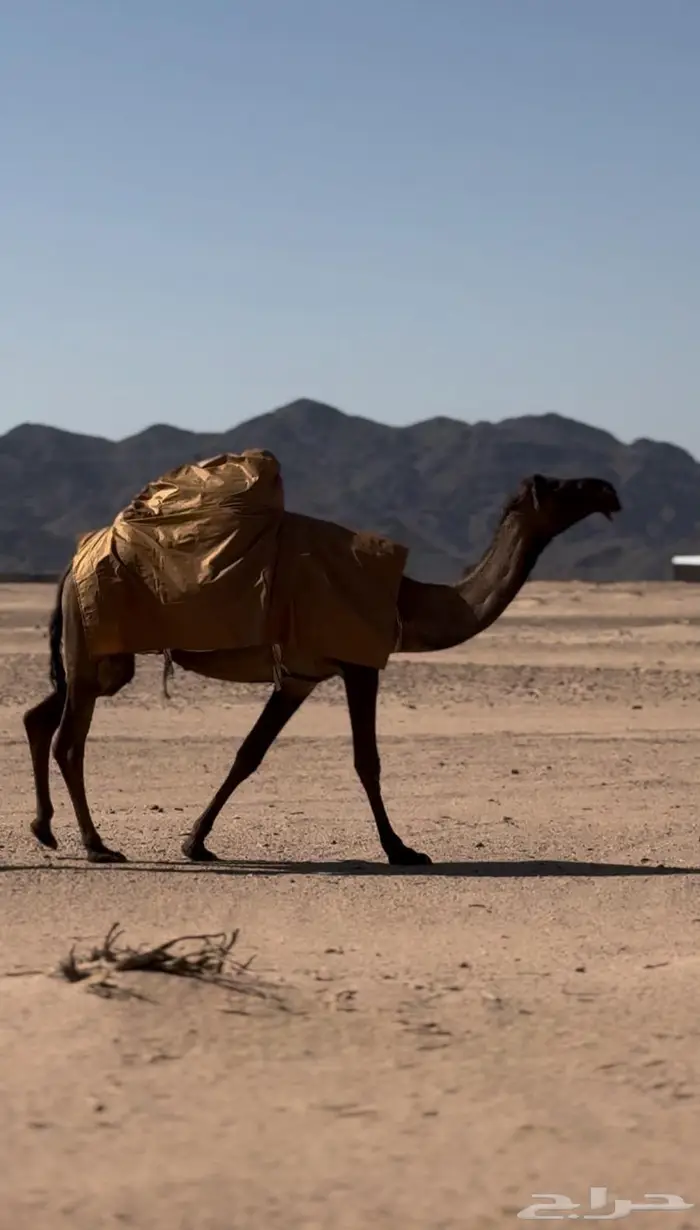 البكره الصفراء الرمانيه الكفو اللقحه 6