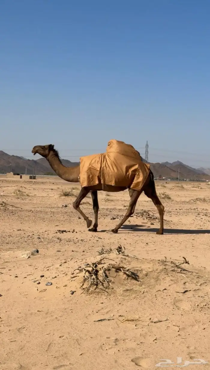 البكره الصفراء الرمانيه الكفو اللقحه 5
