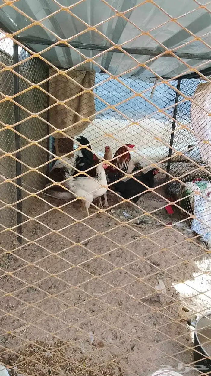 سلام عليكم ورحمه وبركاته ارنب و دجج 6مع الديك وارانب 0