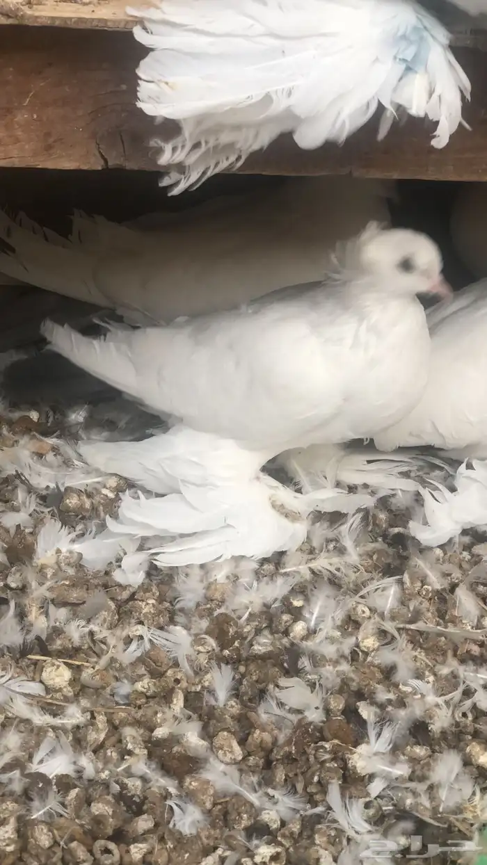 حمام قلاب روسي مذيل 0