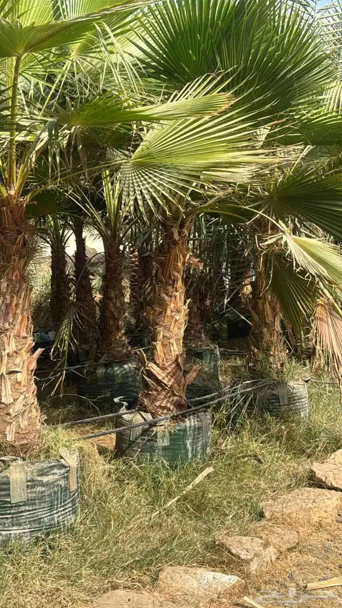 نخل واشنطني زينه رقم واحد توريد وتركيب 0