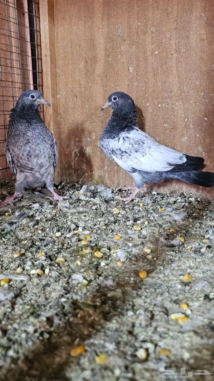 زوج باكستاني رامبوري بفروخه 2