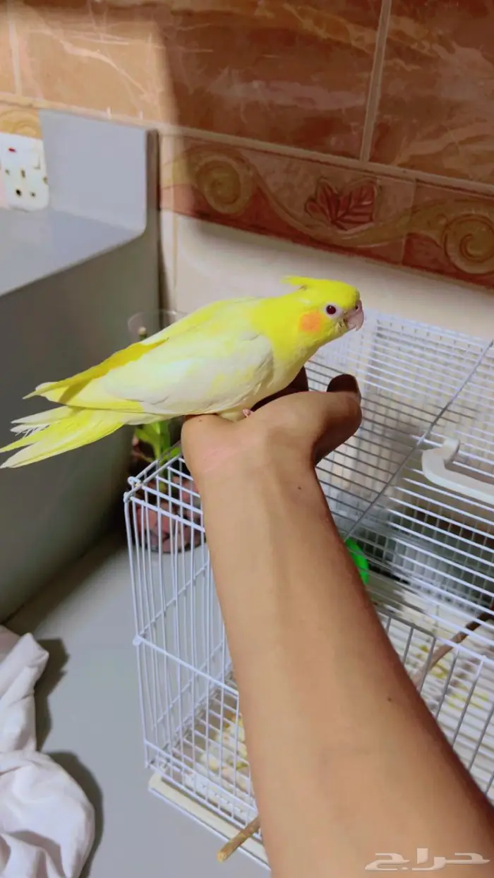 فرخ كروان نهايت فطام 1