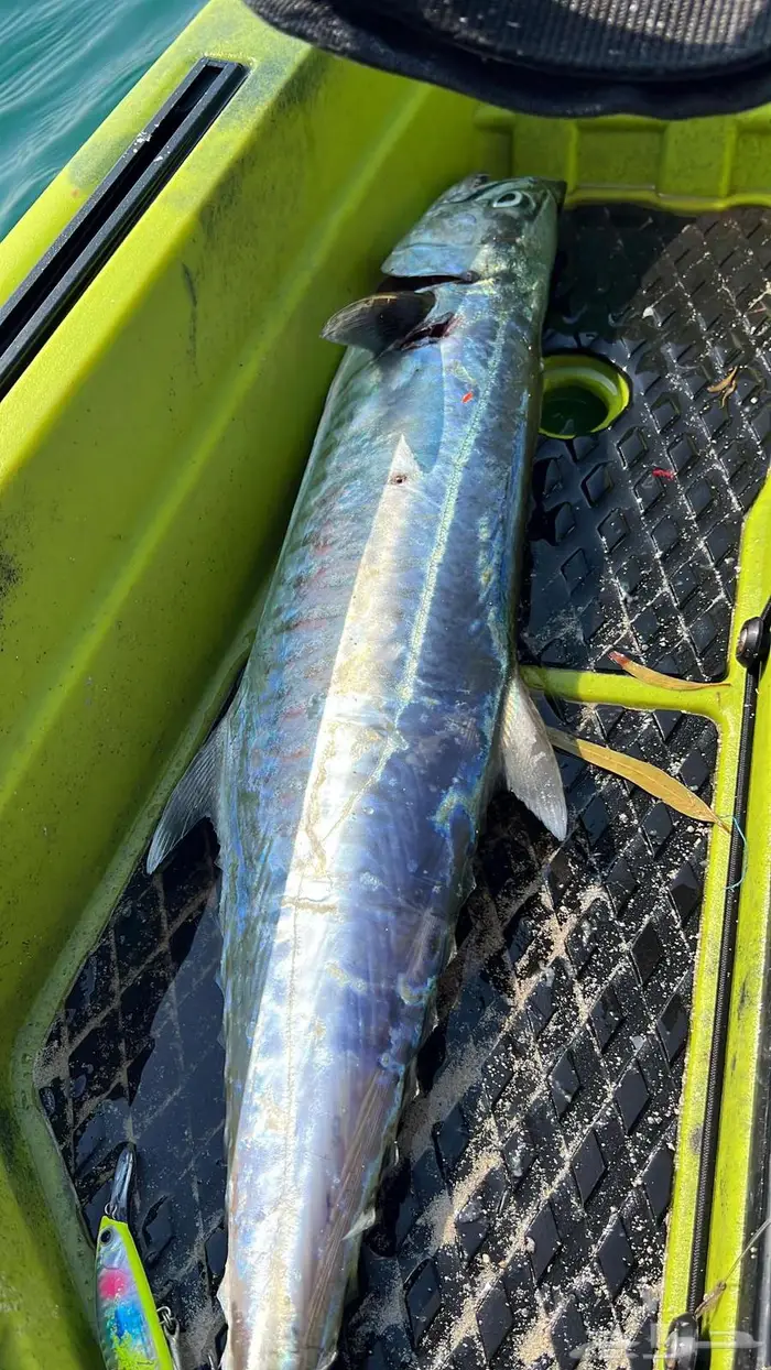 للبيع كاياك صيد احترافي (Flat Fisher) بدالات  فال خير 8