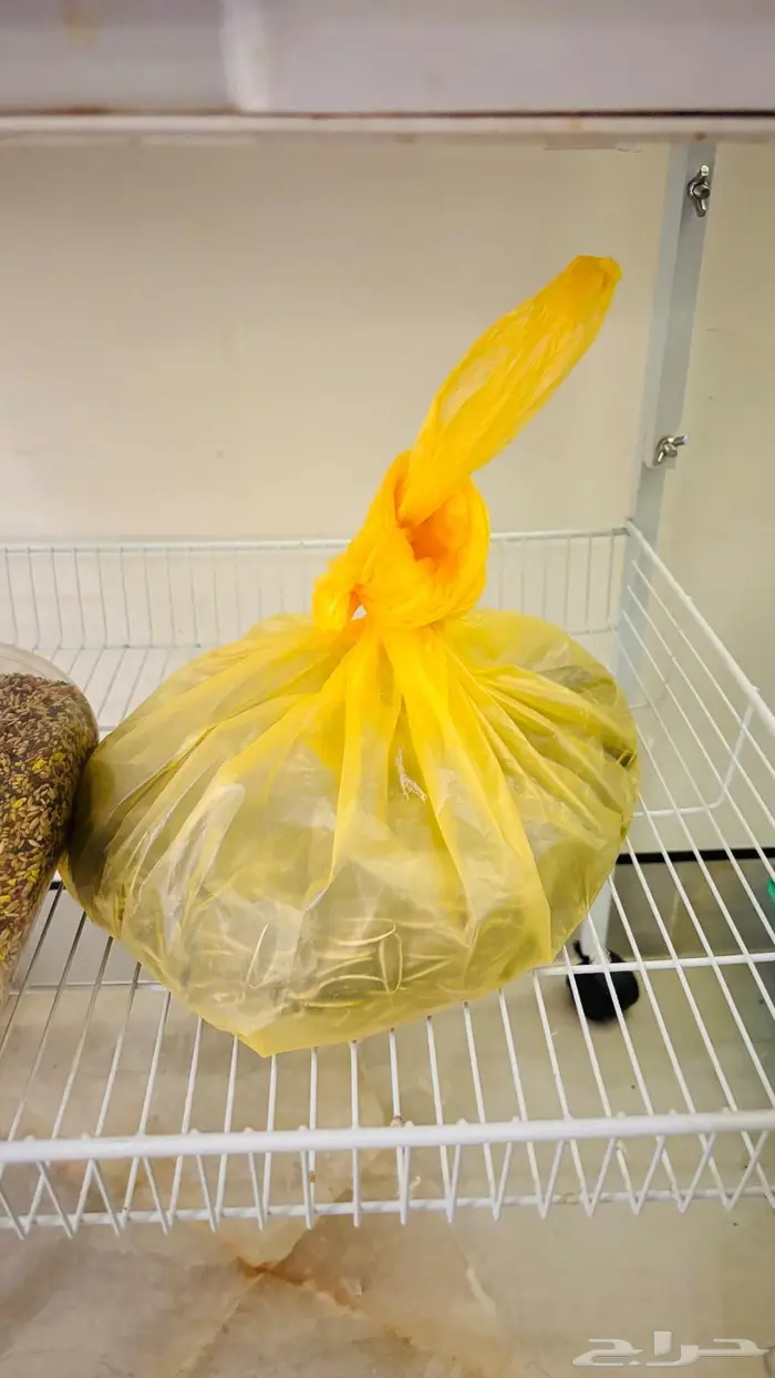 بغبغاء للبيع 9000امزوني اسمه لولو ويتكلم ويضحك ويلعب 1