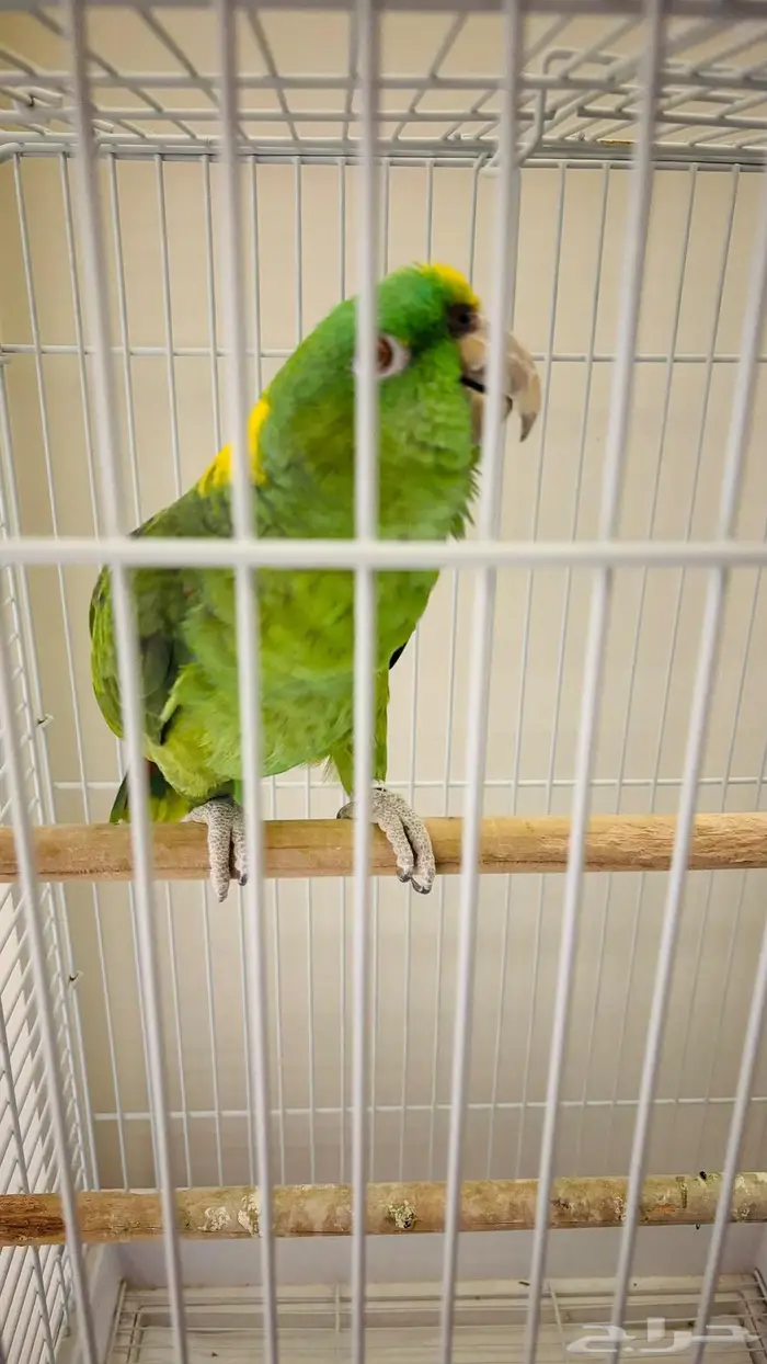 بغبغاء للبيع 9000امزوني اسمه لولو ويتكلم ويضحك ويلعب 3