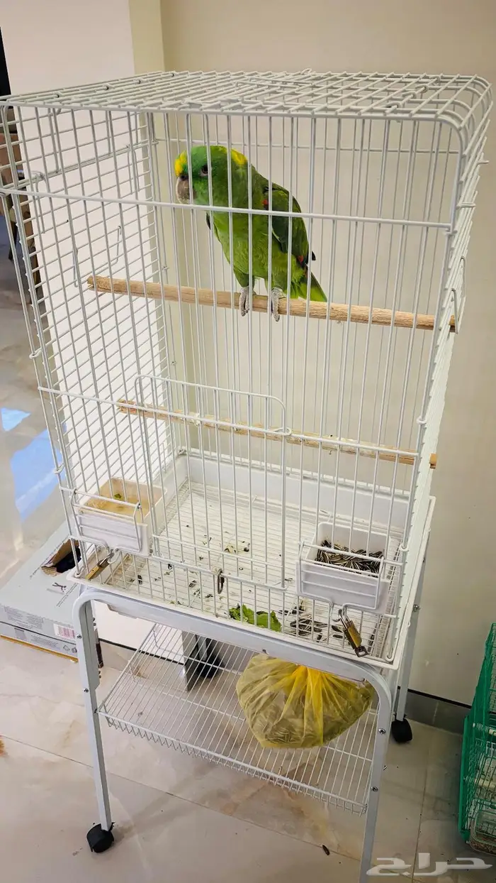 بغبغاء للبيع 9000امزوني اسمه لولو ويتكلم ويضحك ويلعب 0