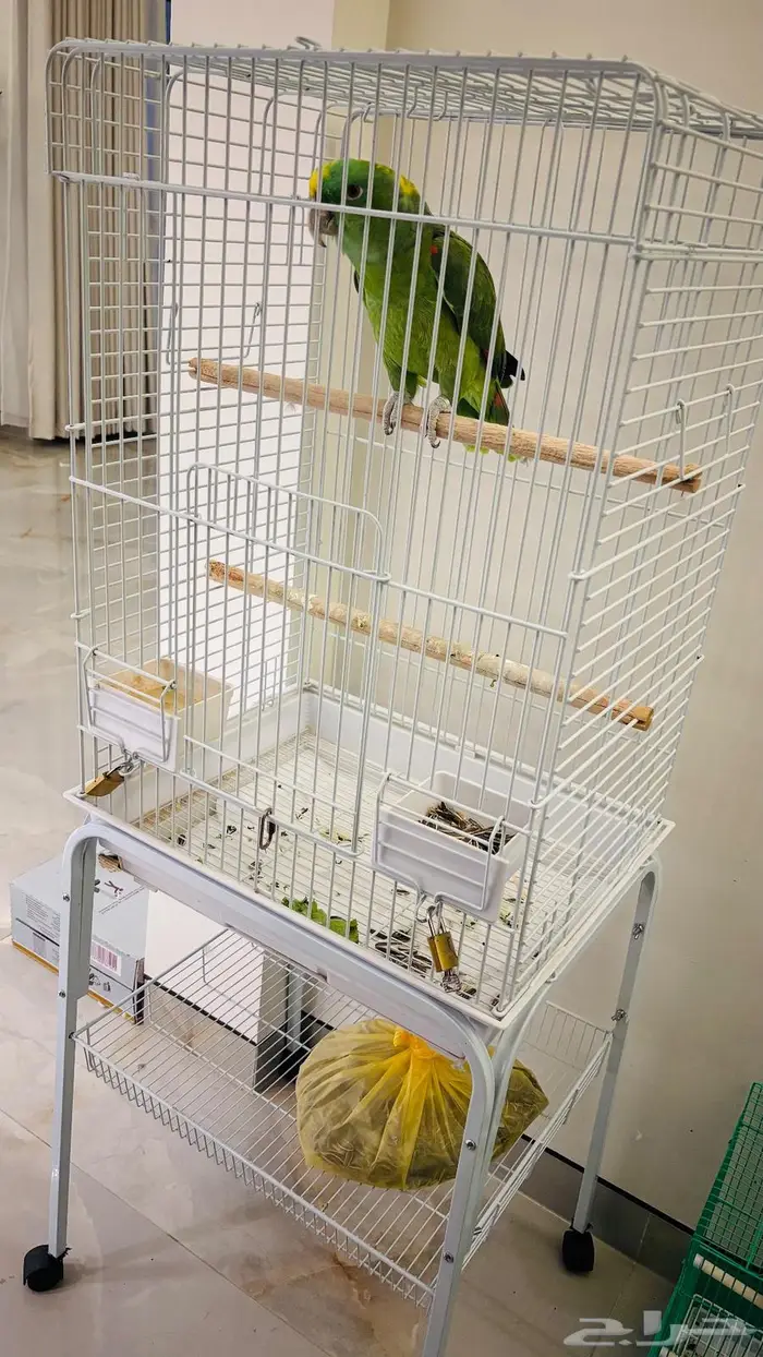 بغبغاء للبيع 9000امزوني اسمه لولو ويتكلم ويضحك ويلعب 4