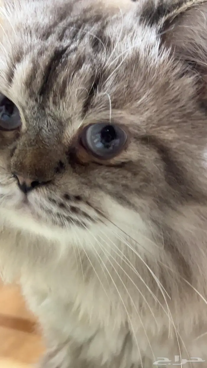 قط ذكر جميل للتزاوج بسعر 200 3