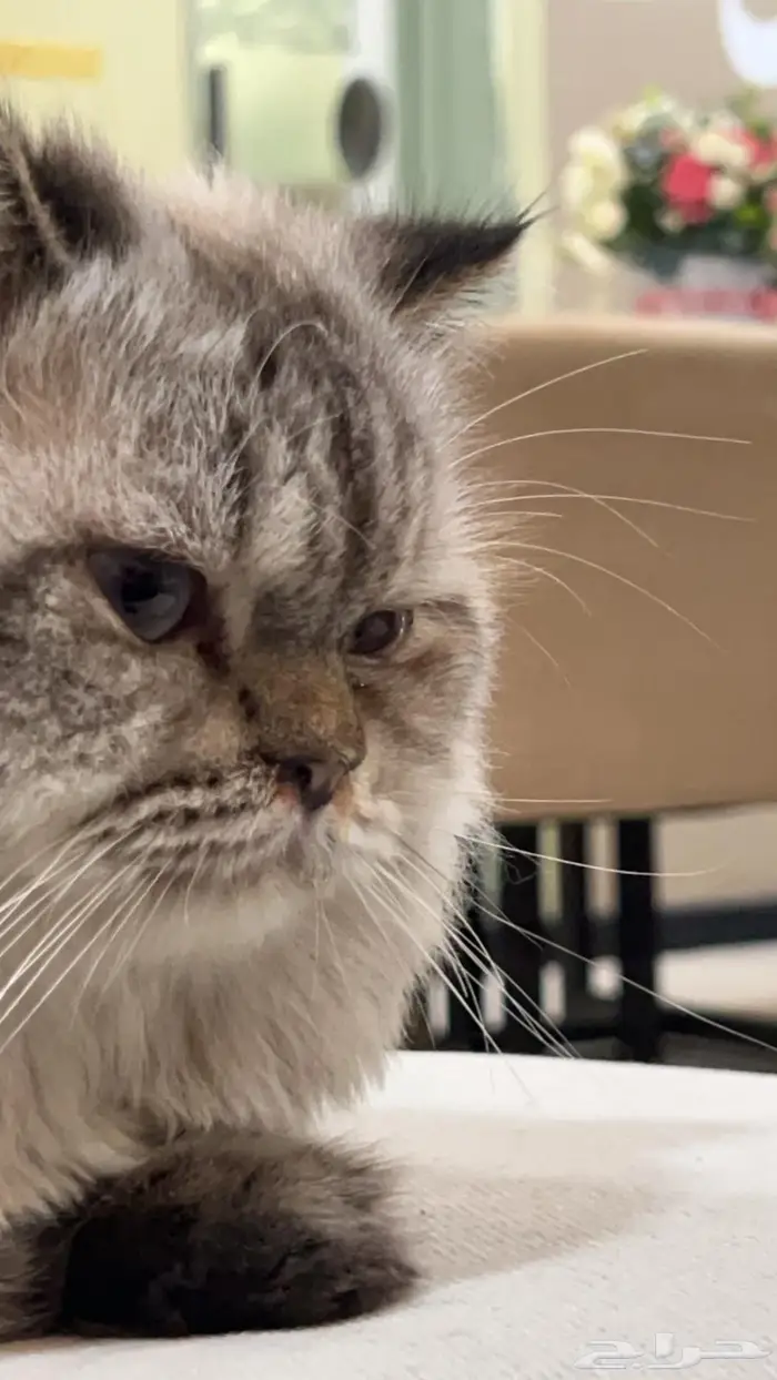 قط ذكر جميل للتزاوج بسعر 200 1