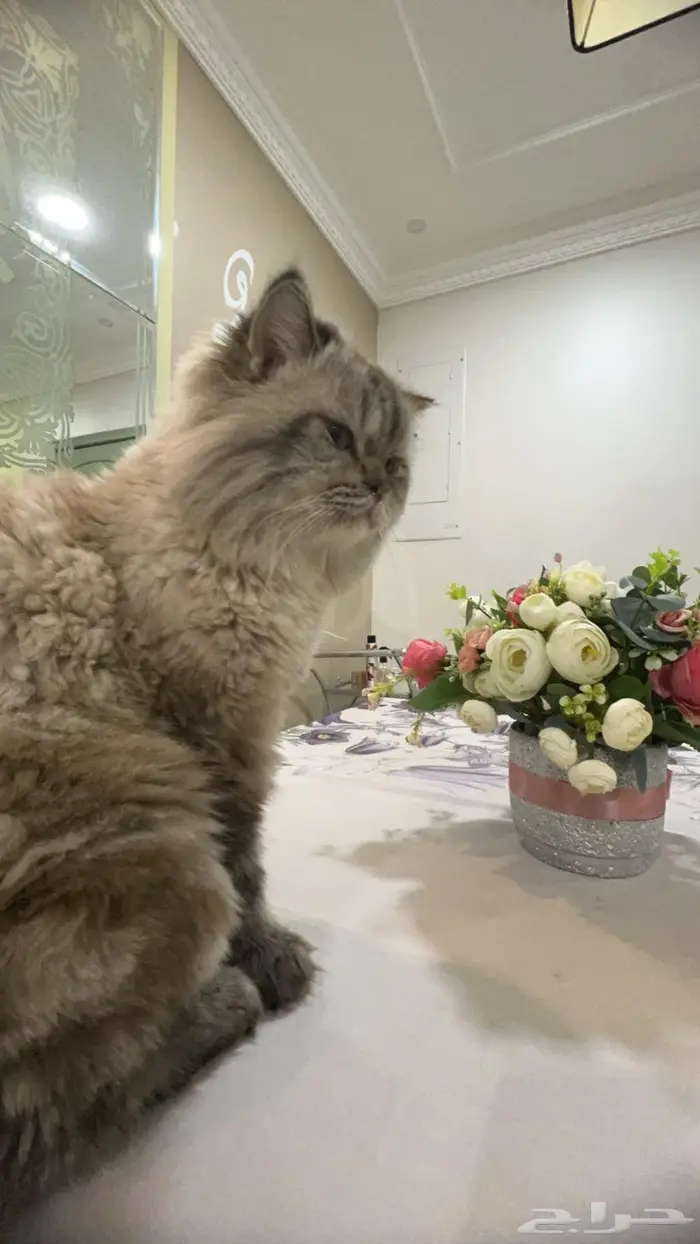 قط ذكر جميل للتزاوج بسعر 200 0