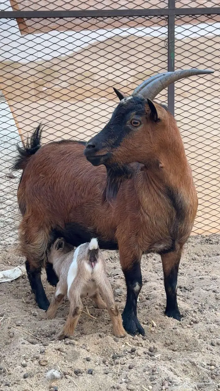 ماعز قزمي منتجه تحتها جفره 1