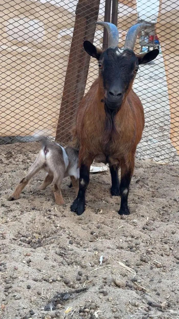 ماعز قزمي منتجه تحتها جفره 2