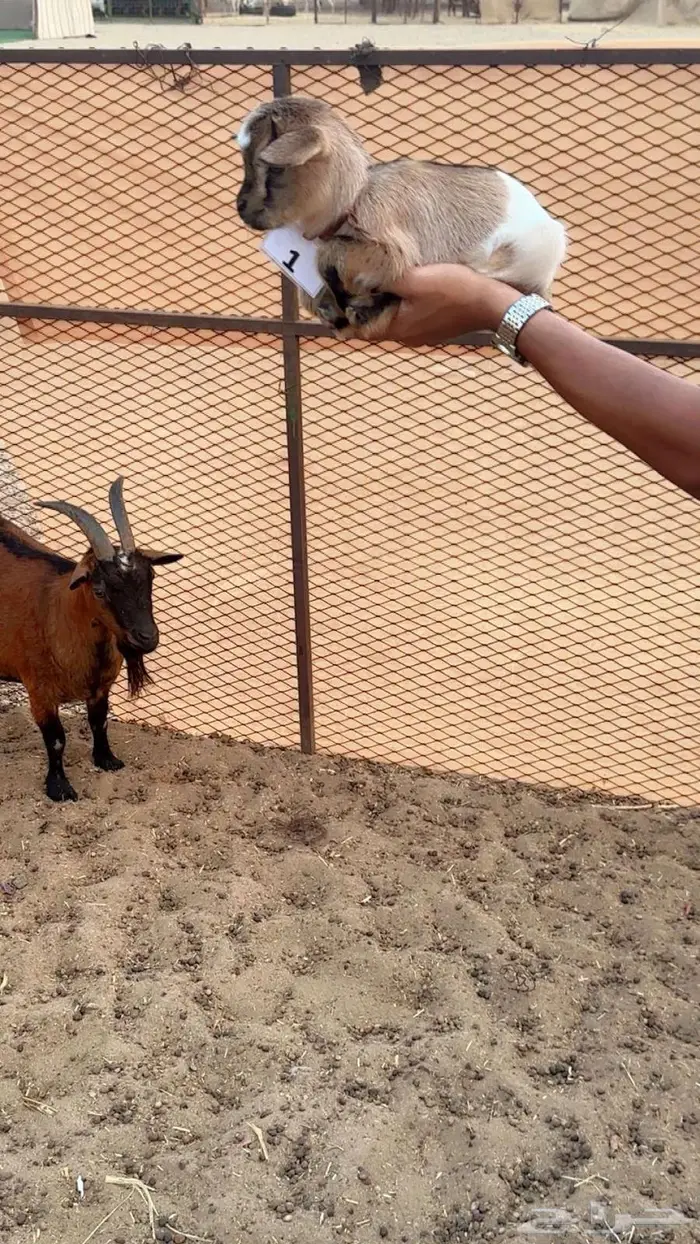 ماعز قزمي منتجه تحتها جفره 3