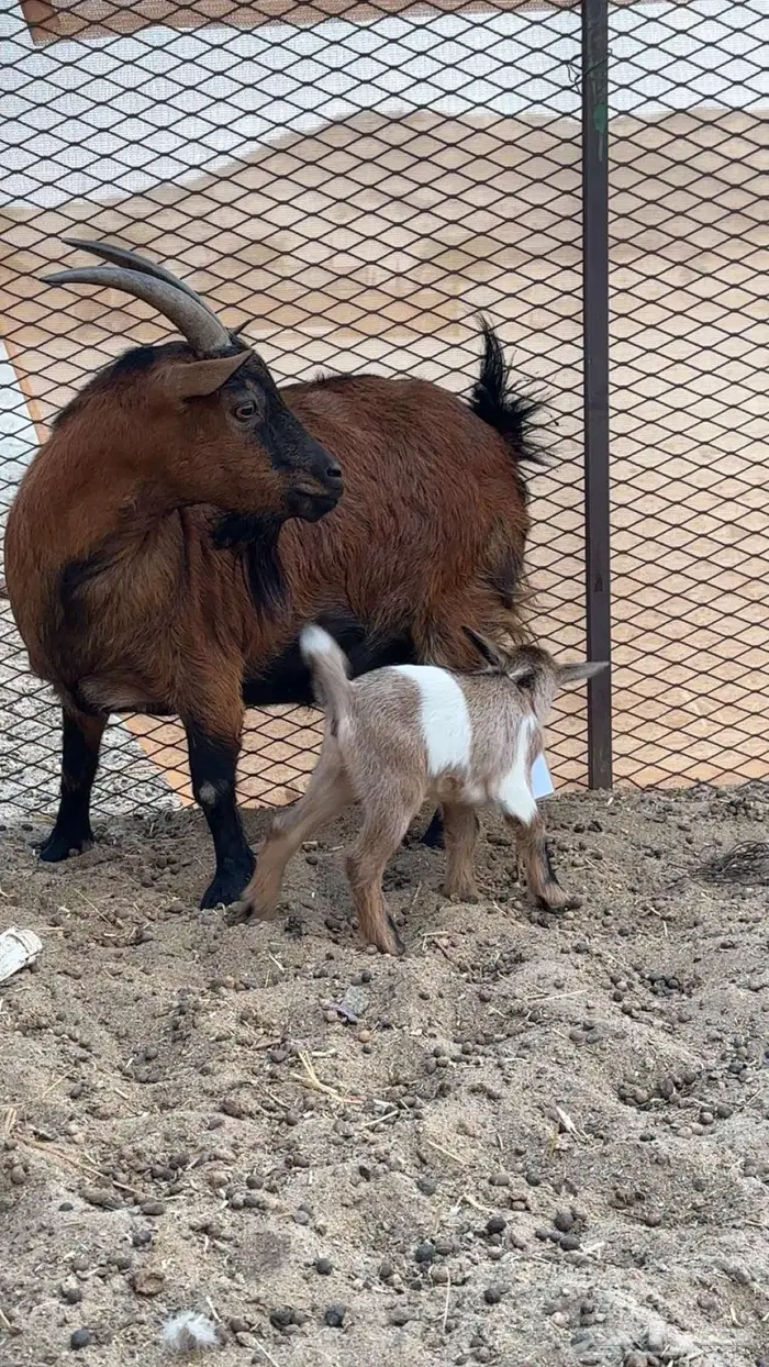 ماعز قزمي منتجه تحتها جفره 4