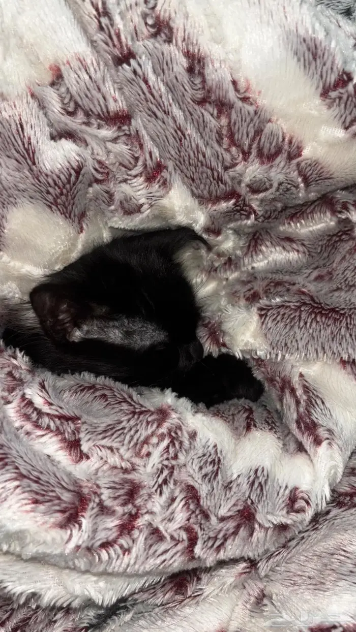 قط ذكر أسود 1