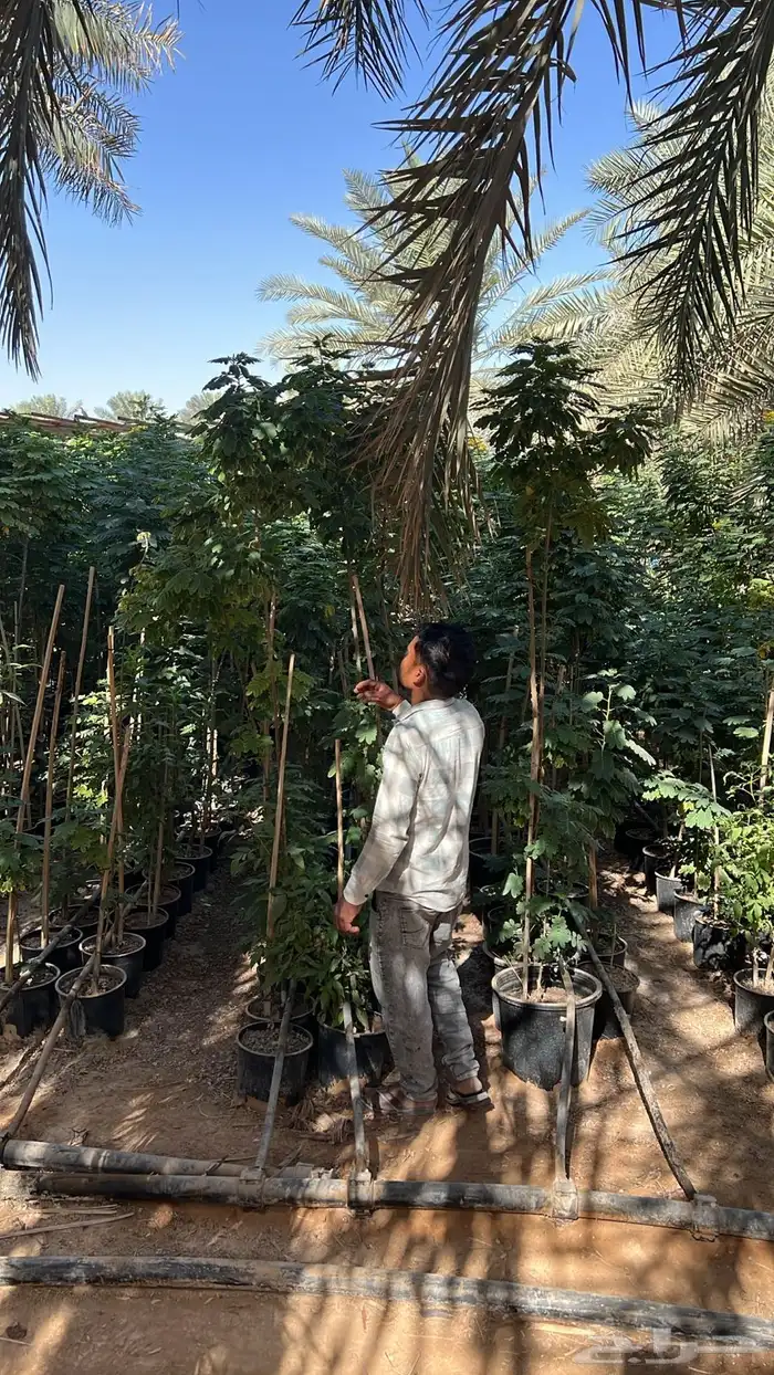 شتلات واشجار خدمة توصيل الرياض والخرج 3