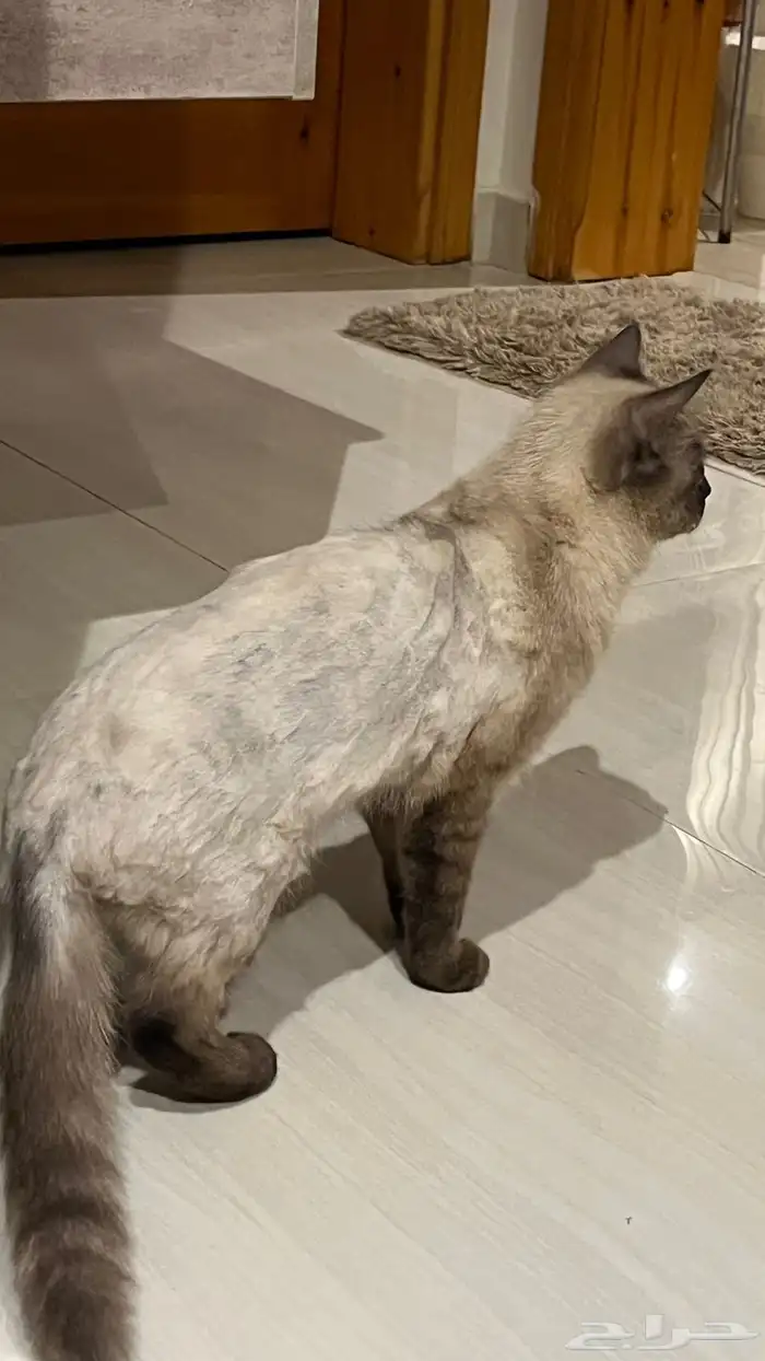 قطة هيمالايا للتبني 2