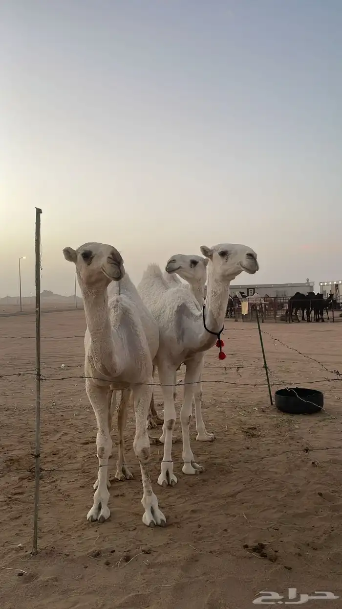 بكره باتليه مزيونه حقه تدخل فى اللقى بنص رمضان الجاي 0