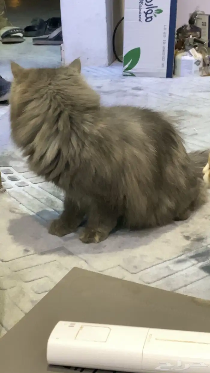 قطوه للبيع الفصيله العمر 5شهور مطعم جميع التطعيمات 1