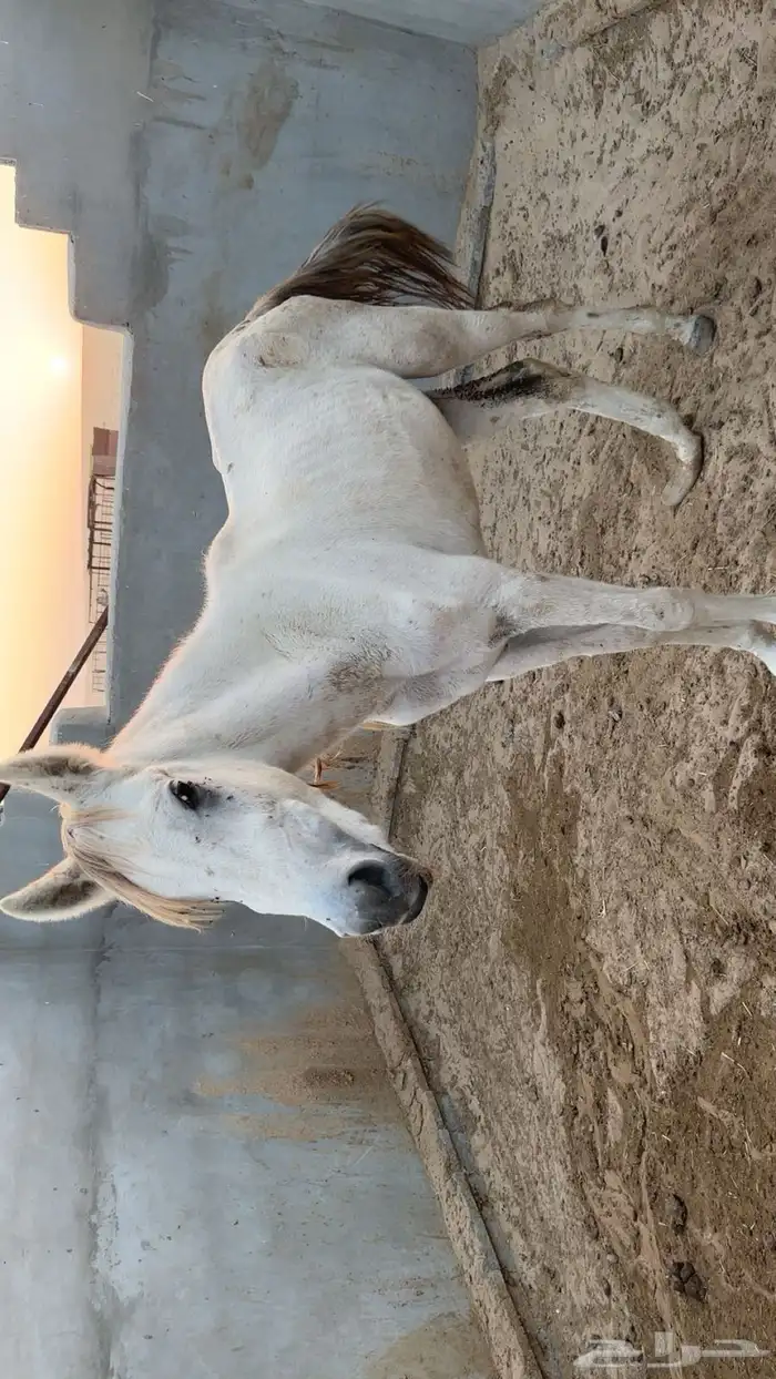 حصان عربي اصيل 2
