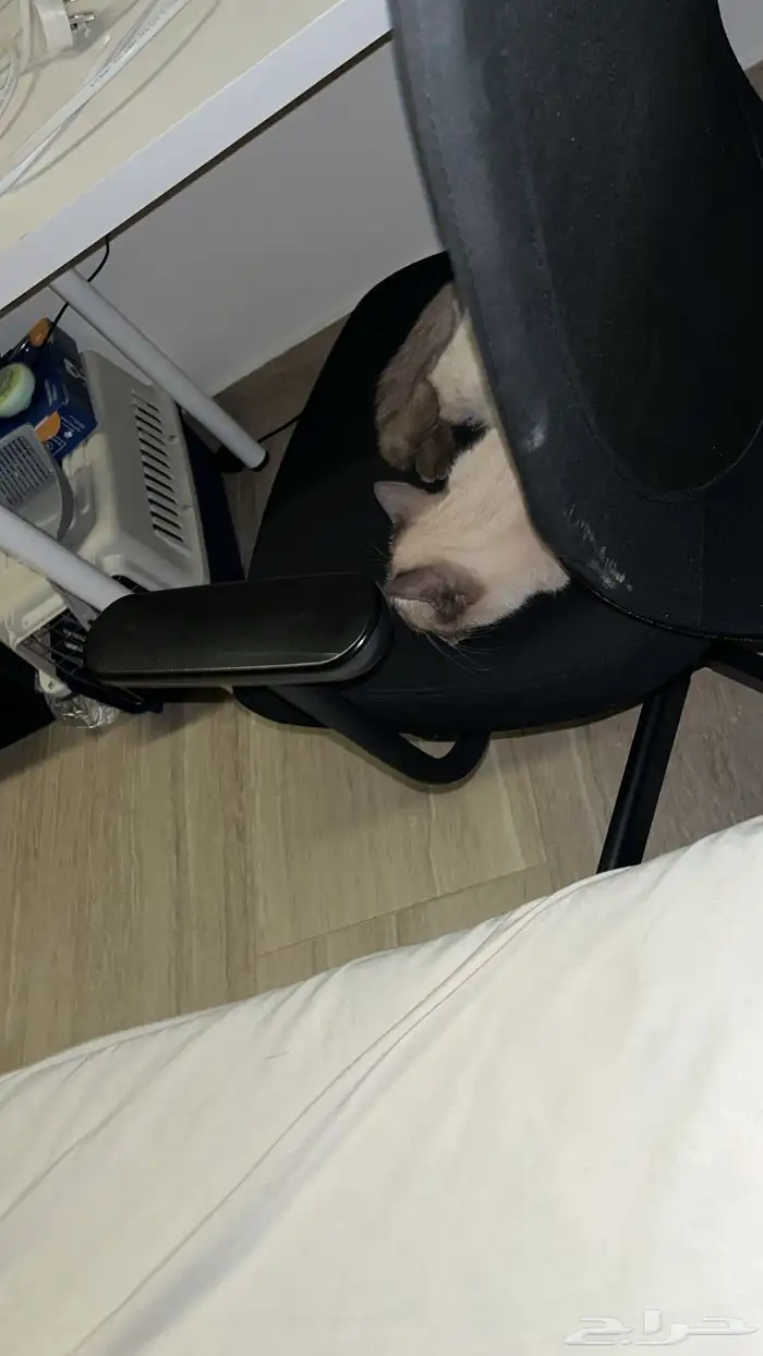 قطة هيمالايا للتبني 0